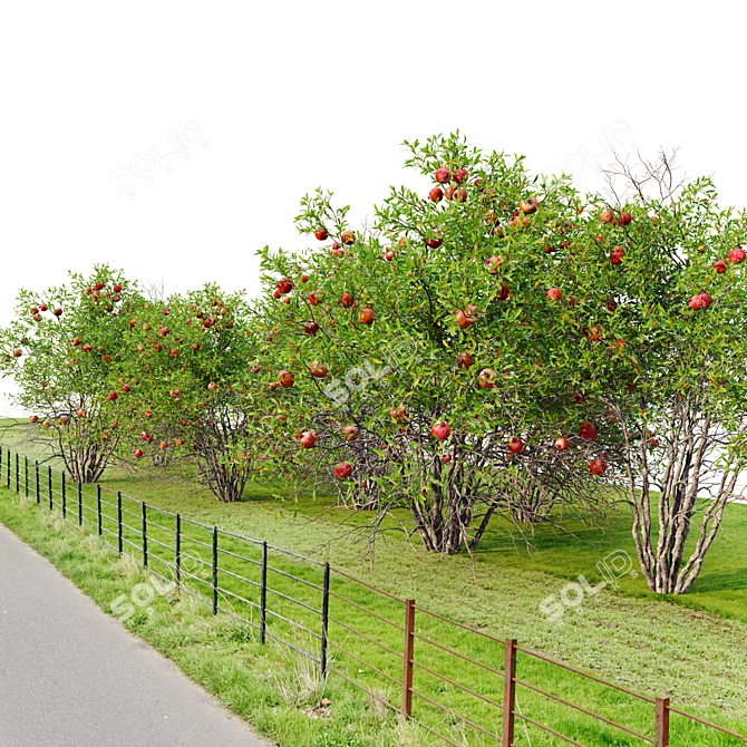 Punica Granatum Tree Set 3D model image 2