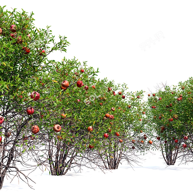 Punica Granatum Tree Set 3D model image 4