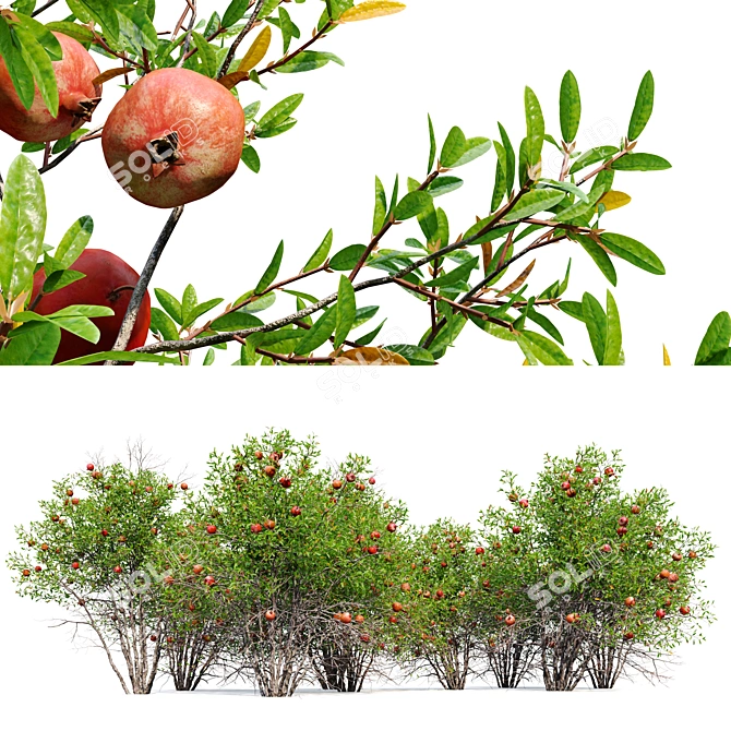 Punica Granatum Tree Set 3D model image 5