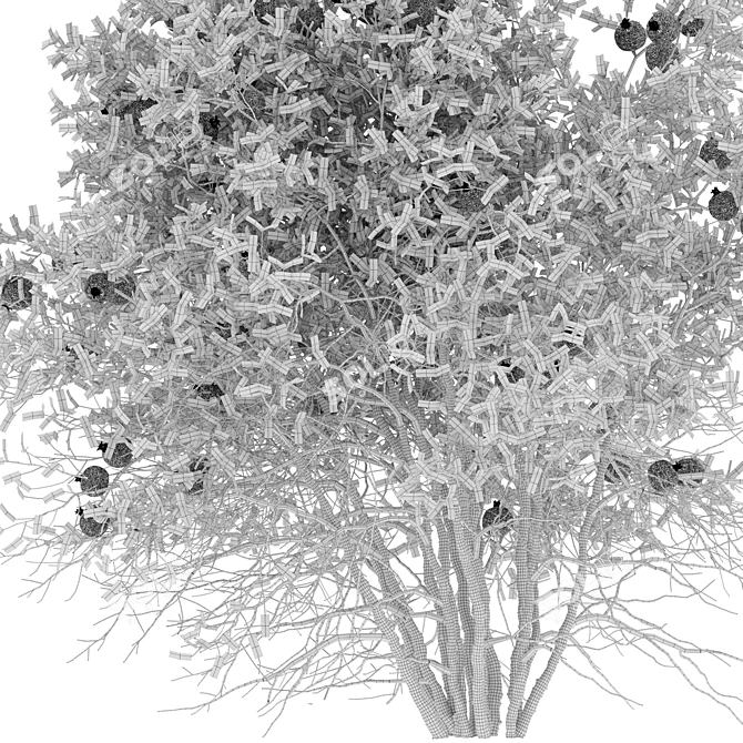 Punica Granatum Tree Set 3D model image 6