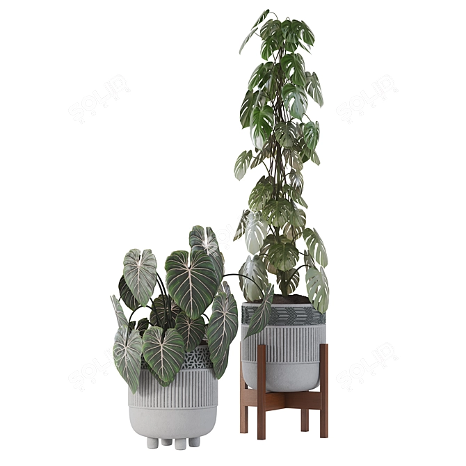 Tropical Foliage Plant Collection 05 3D model image 4
