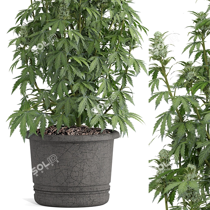 3dmax2018 OBJ Cannabis Sativa Plant 3D model image 3