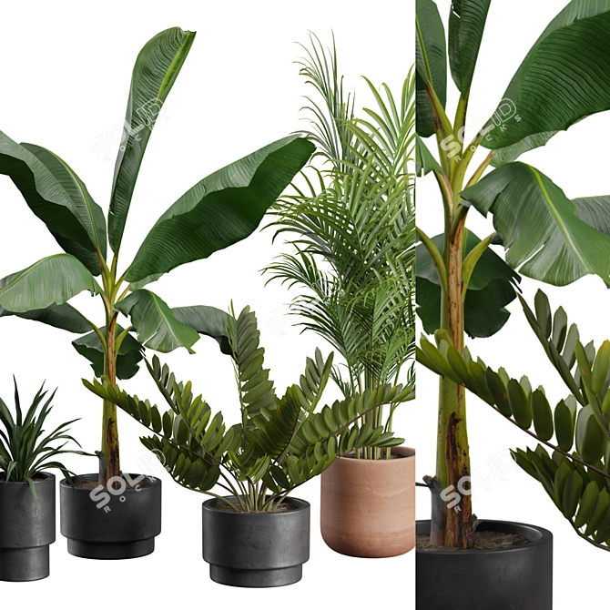 Exotic Indoor Plants Pack 43 3D model image 2