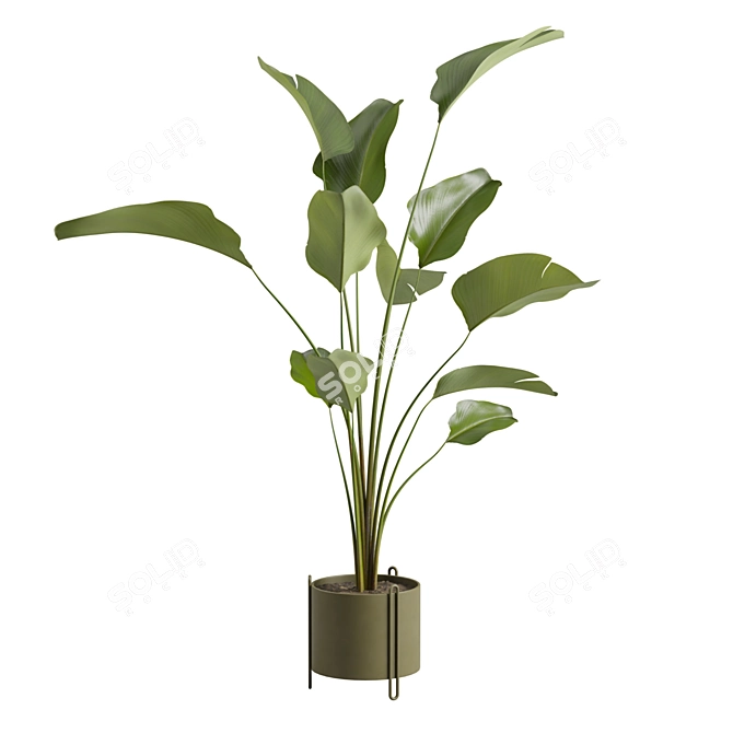 Calathea Lutea Potted Houseplant 3D model image 1