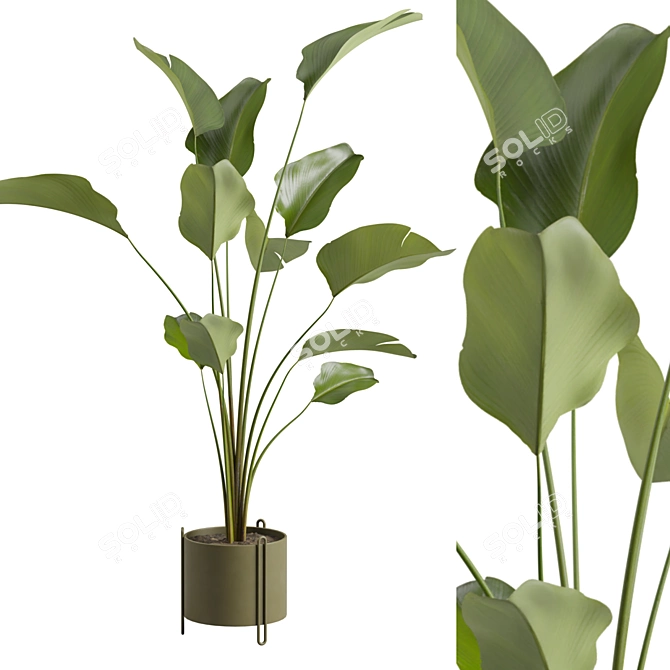 Calathea Lutea Potted Houseplant 3D model image 2