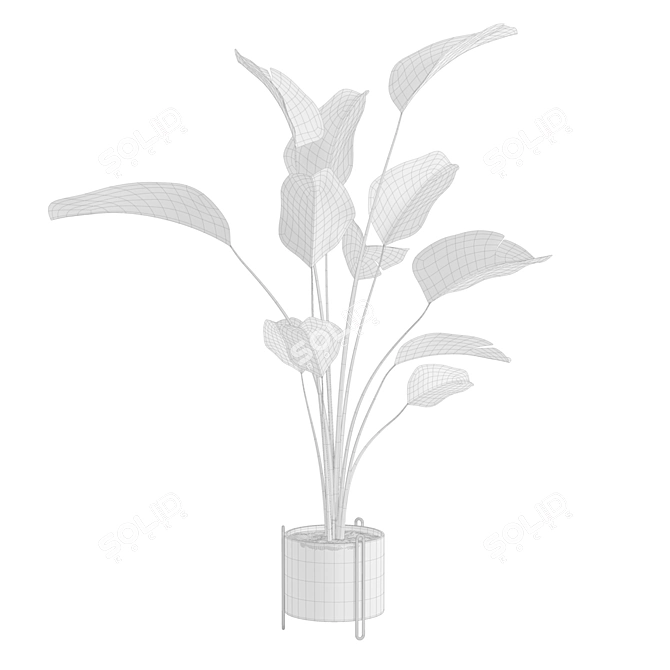 Calathea Lutea Potted Houseplant 3D model image 3