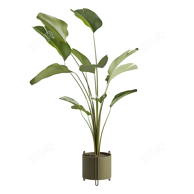 Calathea Lutea Potted Houseplant 3D model image 4