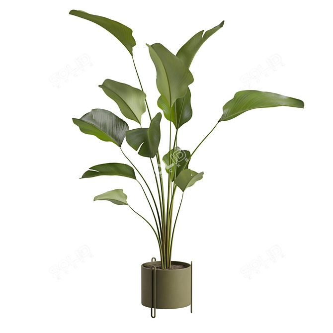 Calathea Lutea Potted Houseplant 3D model image 5