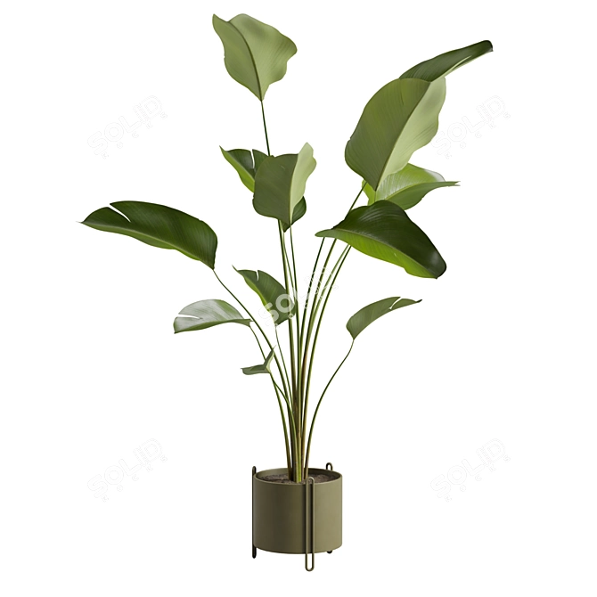 Calathea Lutea Potted Houseplant 3D model image 6