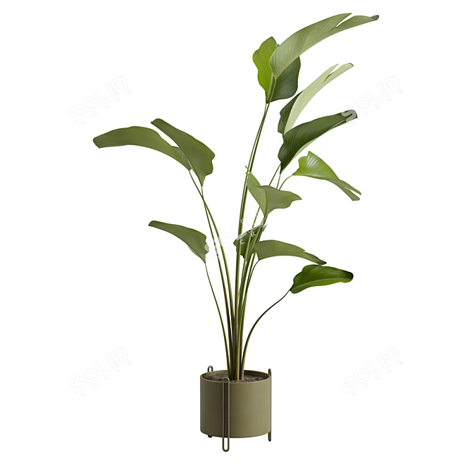 Calathea Lutea Potted Houseplant 3D model image 7