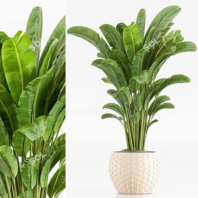 TurboSmooth Wicker Indoor Plant Set 3D model image 3