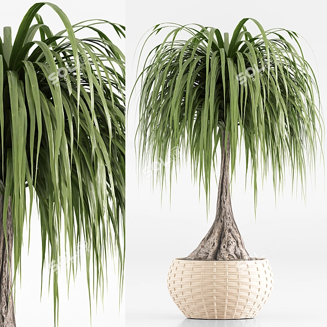 TurboSmooth Wicker Indoor Plant Set 3D model image 4