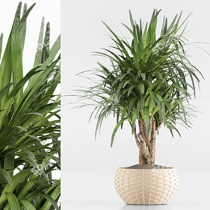 TurboSmooth Wicker Indoor Plant Set 3D model image 5