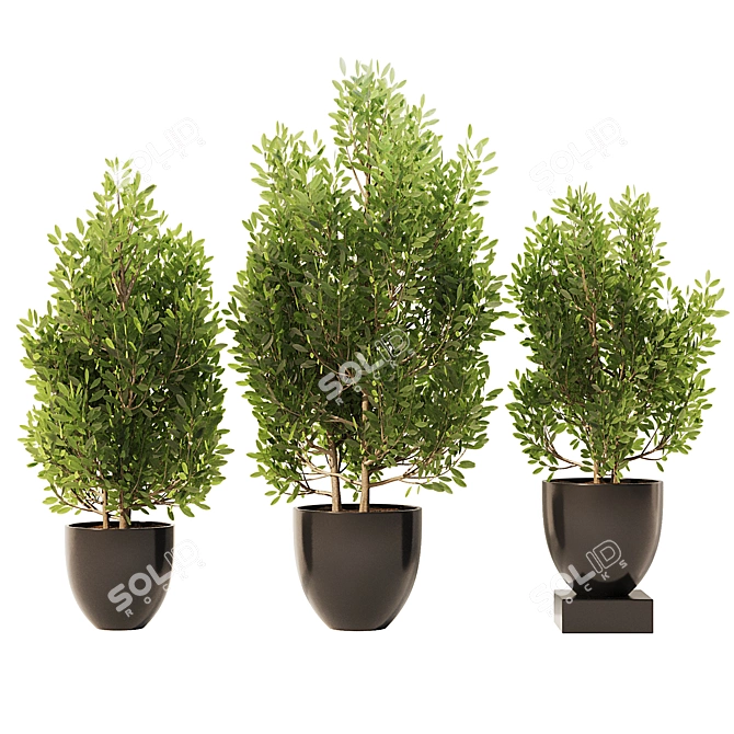 Spanish Stopper Shrub Set 3D 3D model image 1