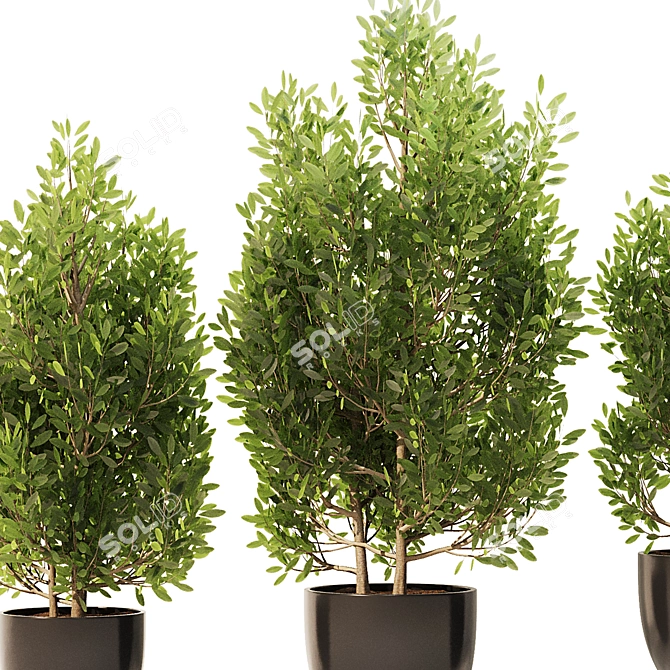 Spanish Stopper Shrub Set 3D 3D model image 4