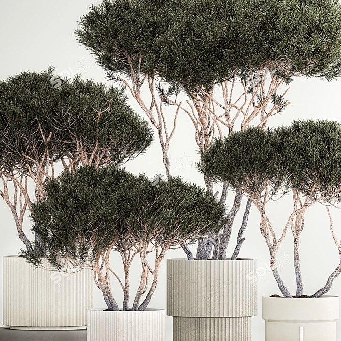 Title: Niwaki Collection: Decorative Trees in Concrete Pots 3D model image 2