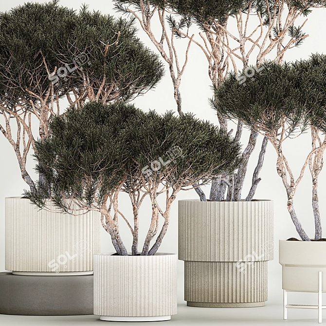 Title: Niwaki Collection: Decorative Trees in Concrete Pots 3D model image 3