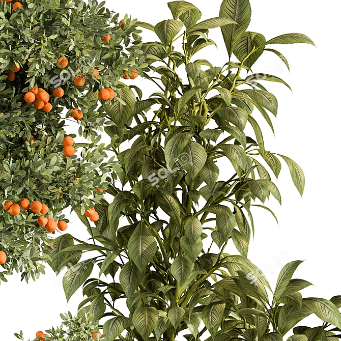 Orange Outdoor Plant 514 Beauty 3D model image 4