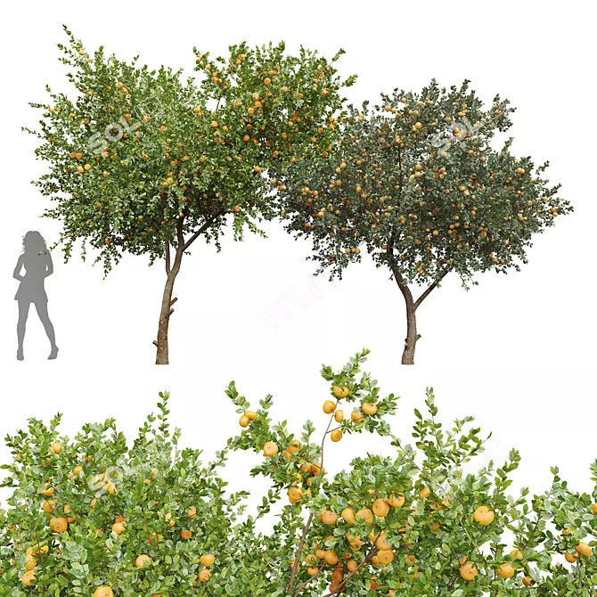 Tangerine Tree 3D Models Set 3D model image 1