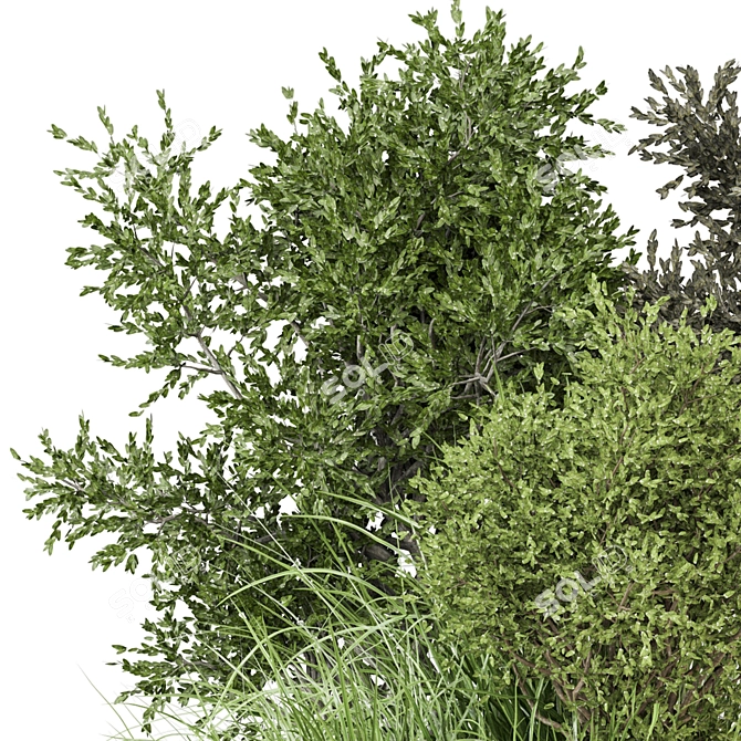 Outdoor Bush Plants Set 805 3D model image 2