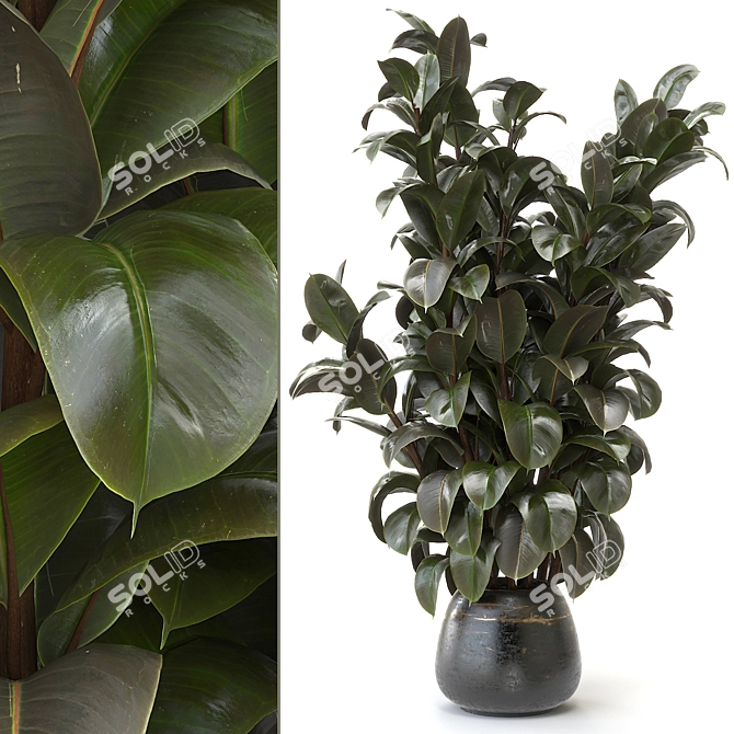 Rubber Tree Plant Decor Green 3D model image 1