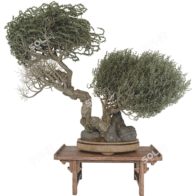 Bonsai Tree 3D Model Set 3D model image 1