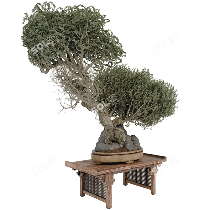 Bonsai Tree 3D Model Set 3D model image 2