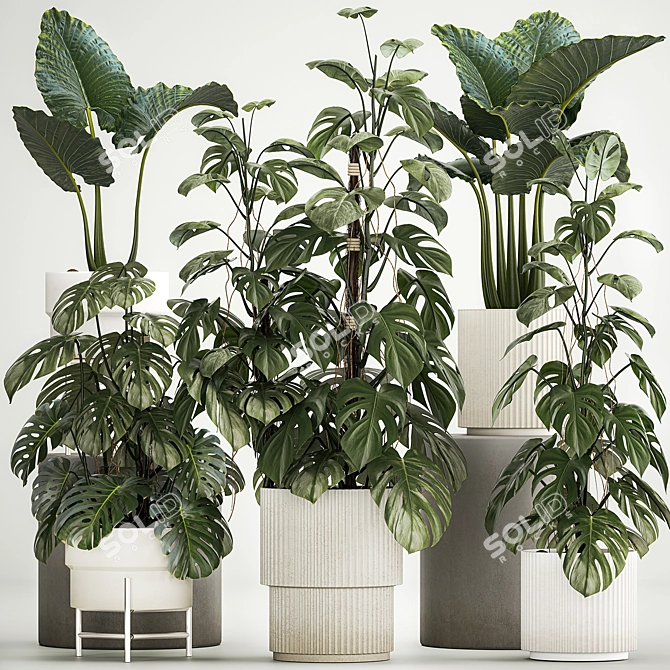 Tropical Plants in Modern Pots 3D model image 2