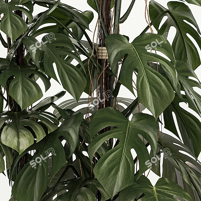 Tropical Plants in Modern Pots 3D model image 6