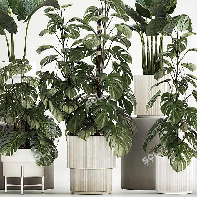 Tropical Plants in Modern Pots 3D model image 7