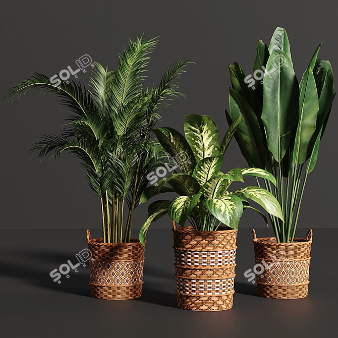 Variety Indoor Plants Collection 25 3D model image 1