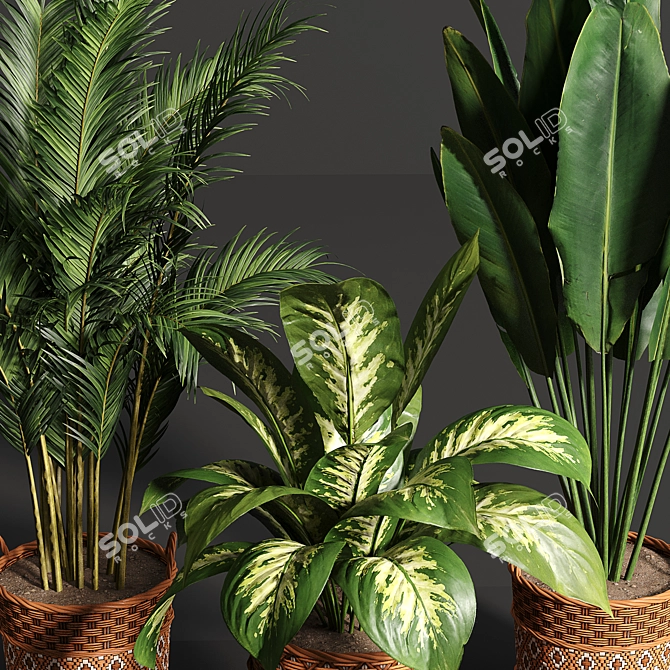 Variety Indoor Plants Collection 25 3D model image 2