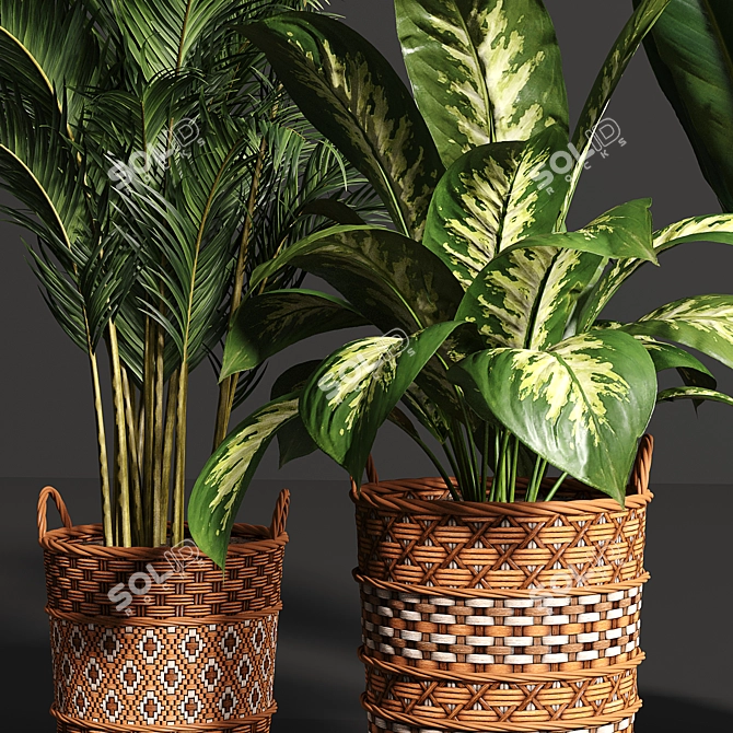 Variety Indoor Plants Collection 25 3D model image 3