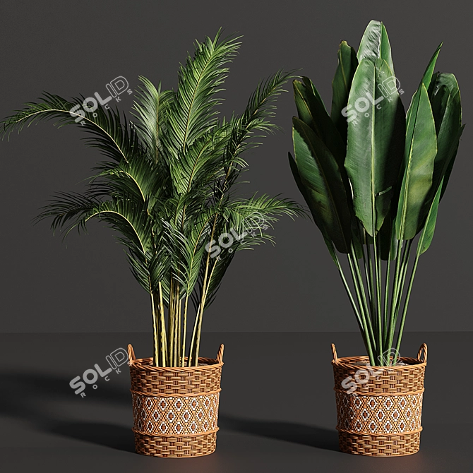 Variety Indoor Plants Collection 25 3D model image 4