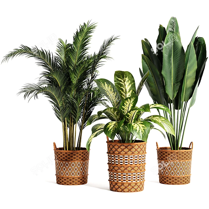 Variety Indoor Plants Collection 25 3D model image 7