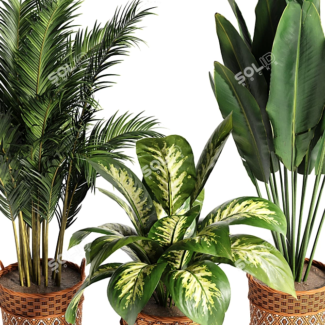 Variety Indoor Plants Collection 25 3D model image 8