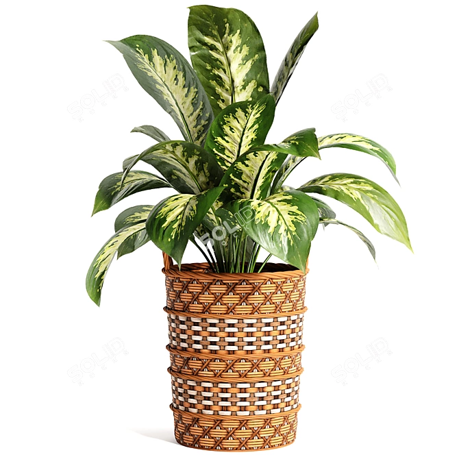 Variety Indoor Plants Collection 25 3D model image 10