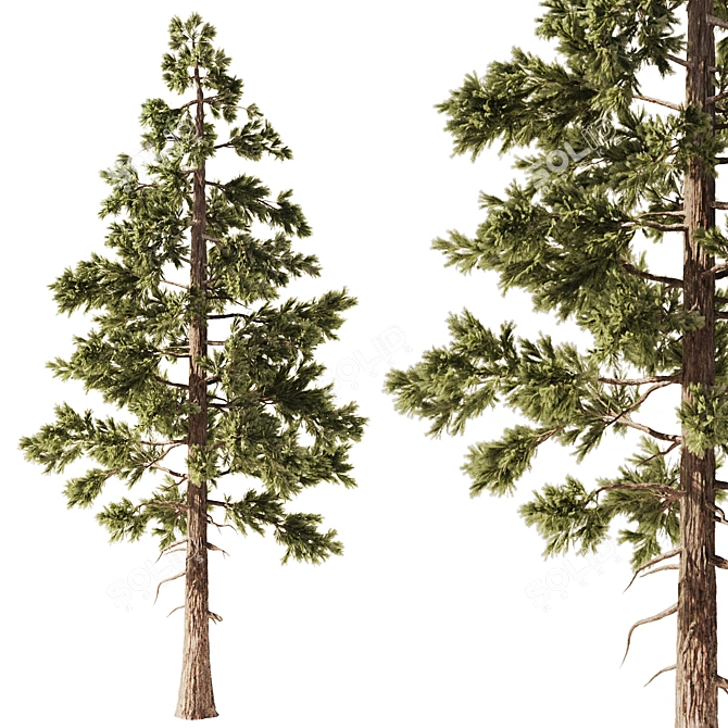 Pine Forest 3D Model Set 3D model image 1