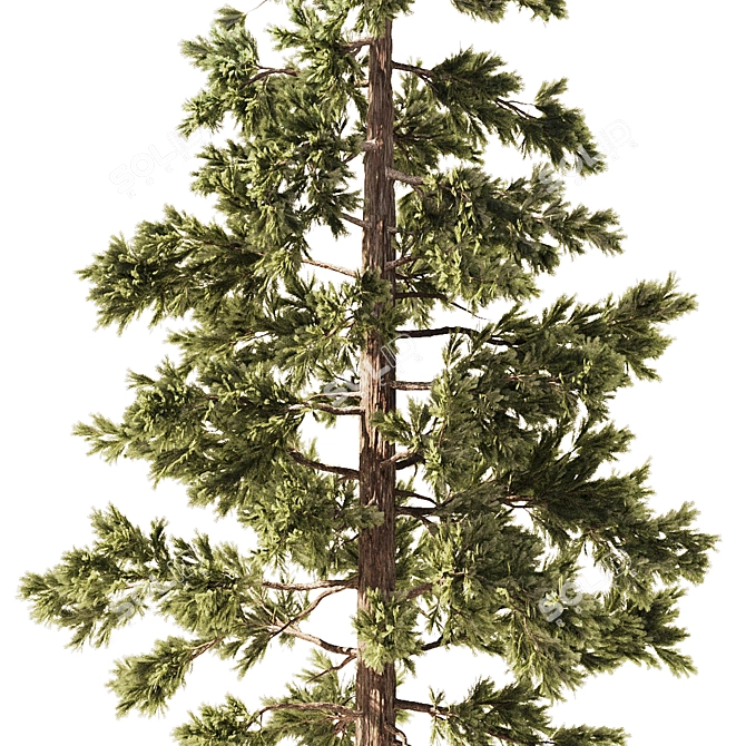 Pine Forest 3D Model Set 3D model image 2