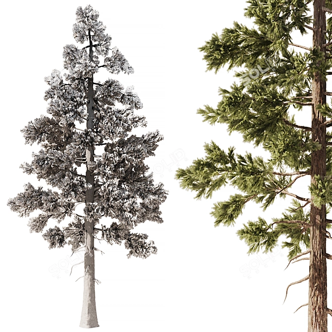 Pine Forest 3D Model Set 3D model image 5