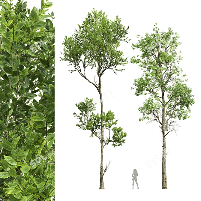 Fagus Grandifolia & Sylvatica 3D Models 3D model image 1