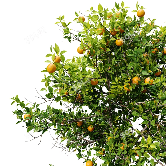 Citrus Sinensis Orange Tree Pack 3D model image 4