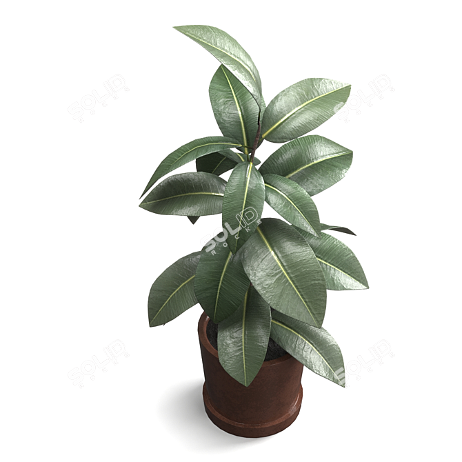 Rubber Plant Ficus Elastica 3D model image 3