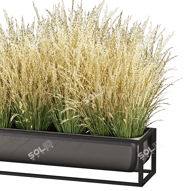  Premium Switchgrass Northwind Collection 3D model image 5