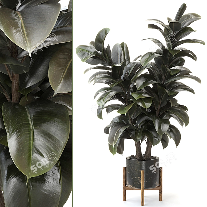 Rubber Tree Plant for Sale 3D model image 1