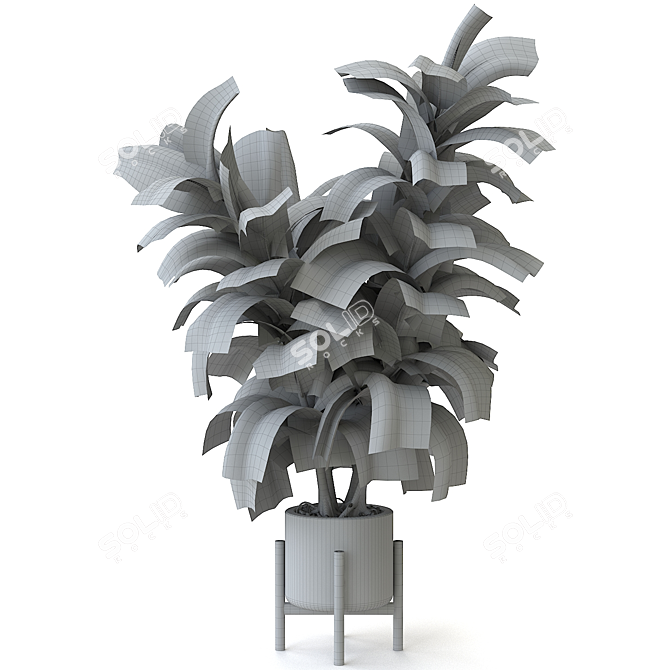 Rubber Tree Plant for Sale 3D model image 2