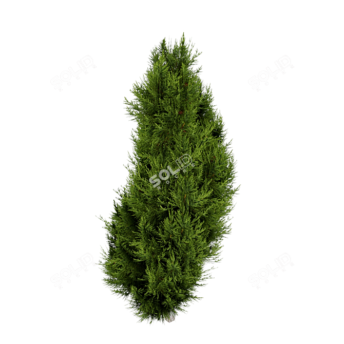 Optimized Mediterranean Cypress Tree Model 3D model image 5