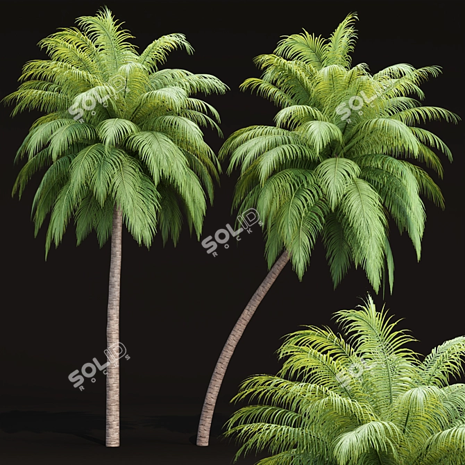 Tropical Paradise Palm Trees Collection 3D model image 1