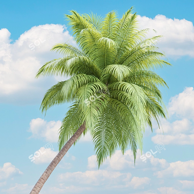 Tropical Paradise Palm Trees Collection 3D model image 2