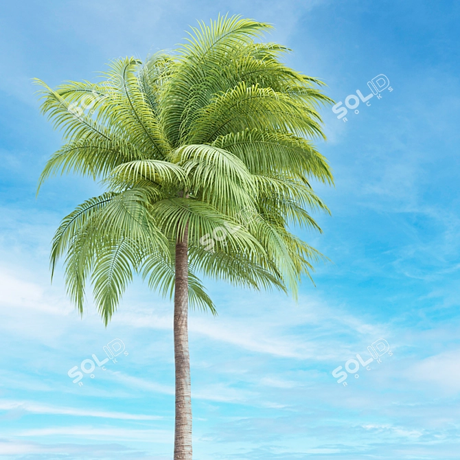 Tropical Paradise Palm Trees Collection 3D model image 3